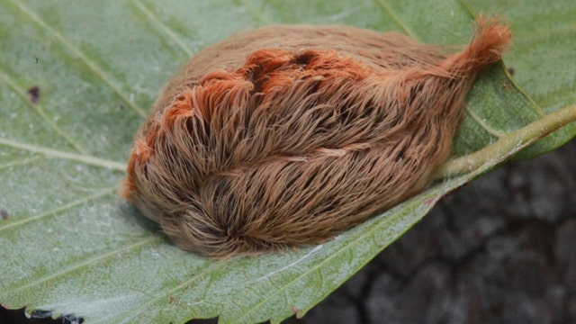 It’s asp season in Texas: What you should know about fuzzy, venomous caterpillars