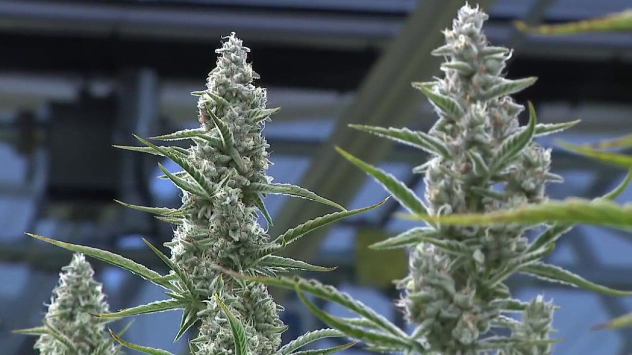 Texas' largest medical cannabis facility opens in Bastrop