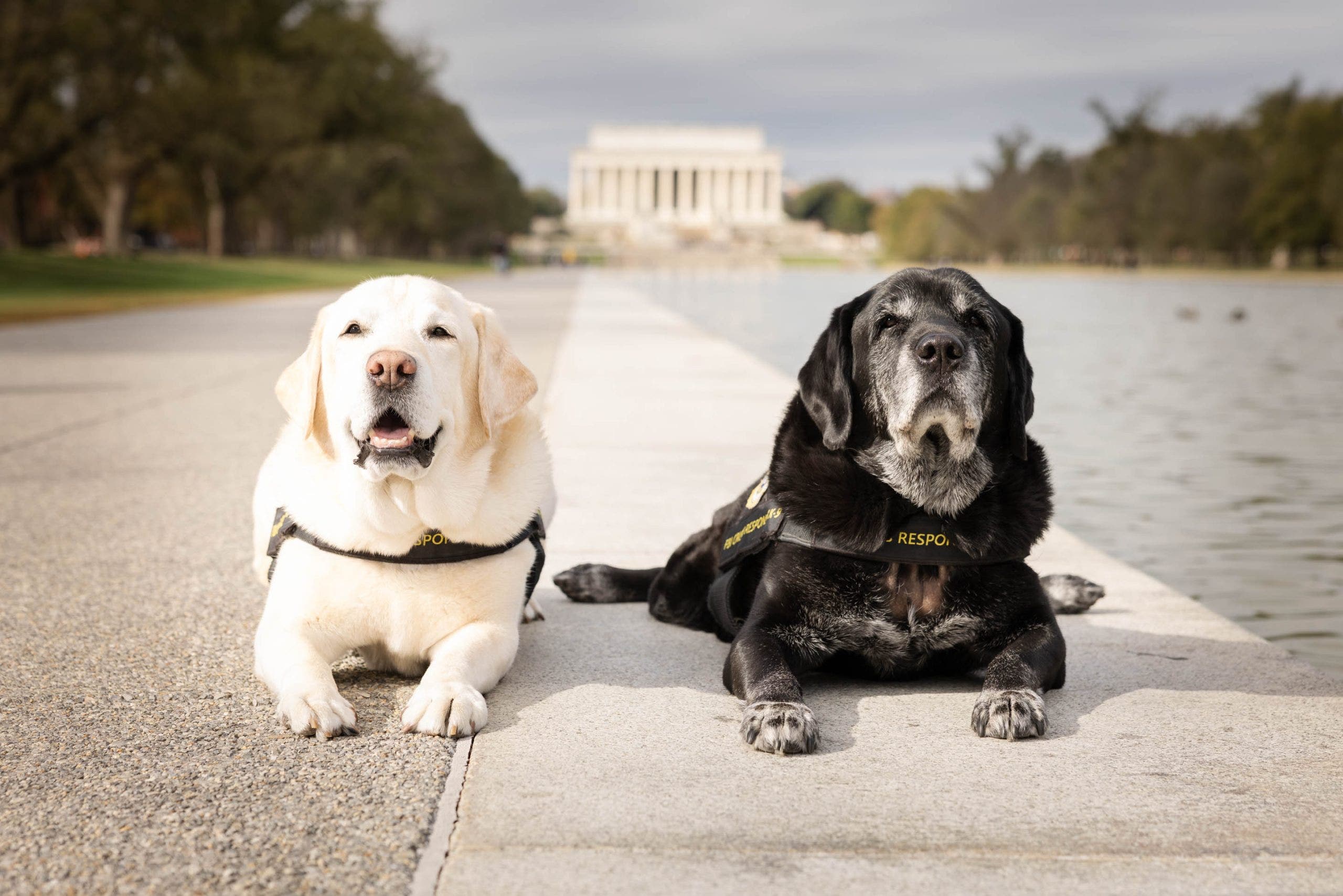 FBI crisis dog who comforted Uvalde families retires after a decade of service