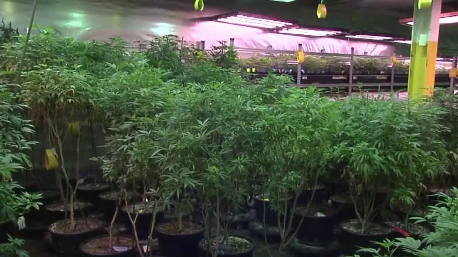 President Trump reclassifies marijuana as less dangerous drug