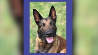 Austin Police Patrol K9 dies less than two weeks before scheduled retirement