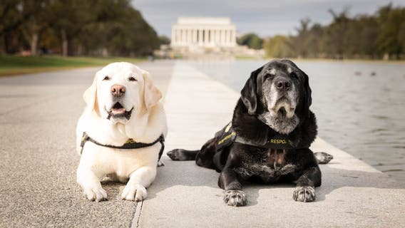 FBI crisis dog who comforted Uvalde families retires after a decade of service