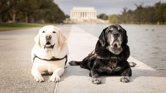FBI crisis dog who comforted Uvalde families retires after a decade of service