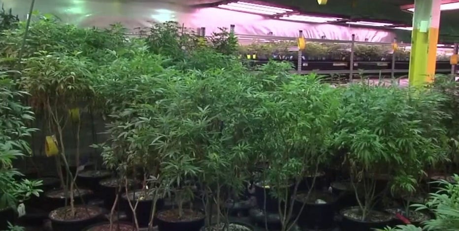 President Trump reclassifies marijuana as less dangerous drug