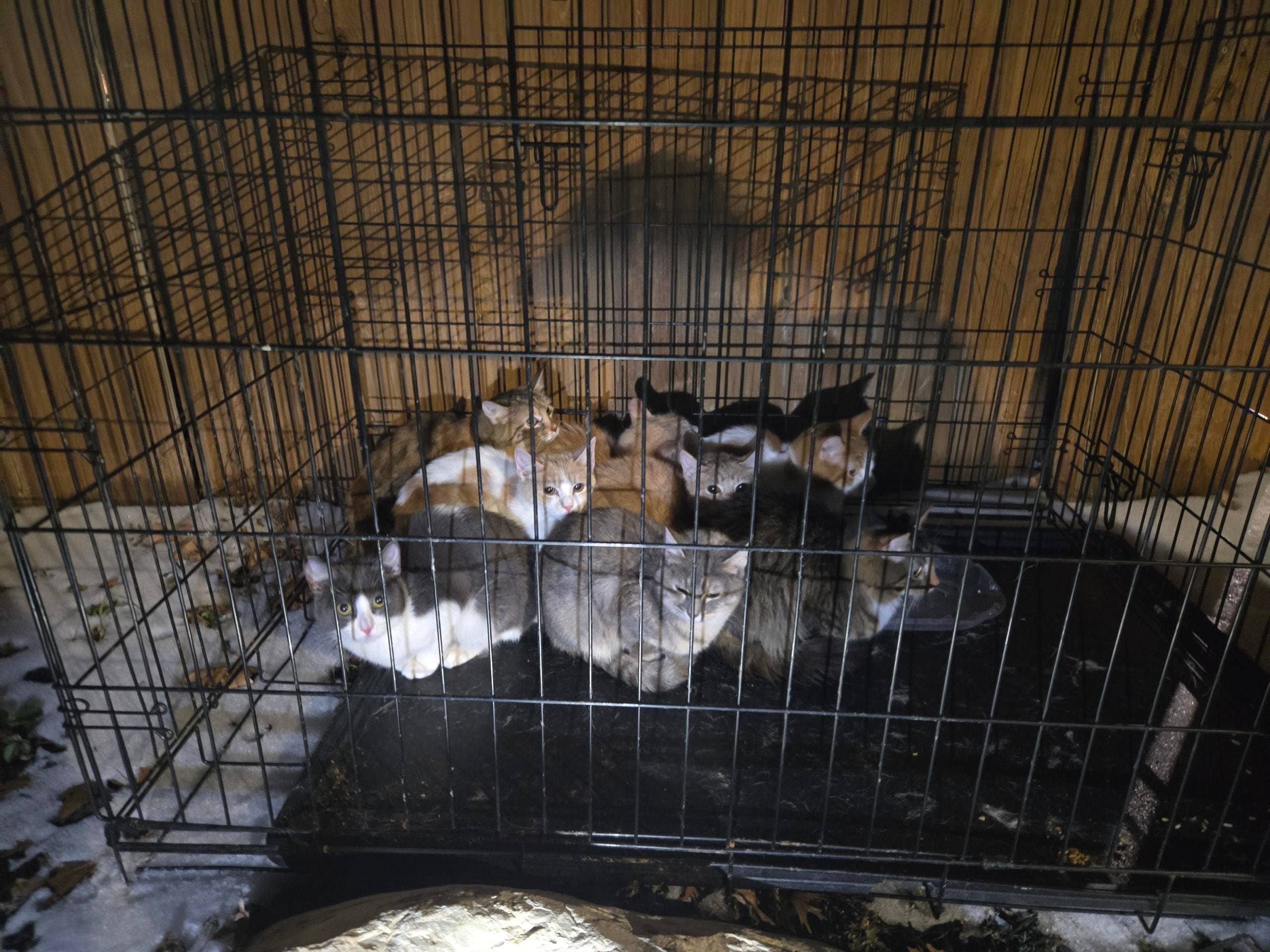 Austin police rescue kittens found abandoned in freezing weather