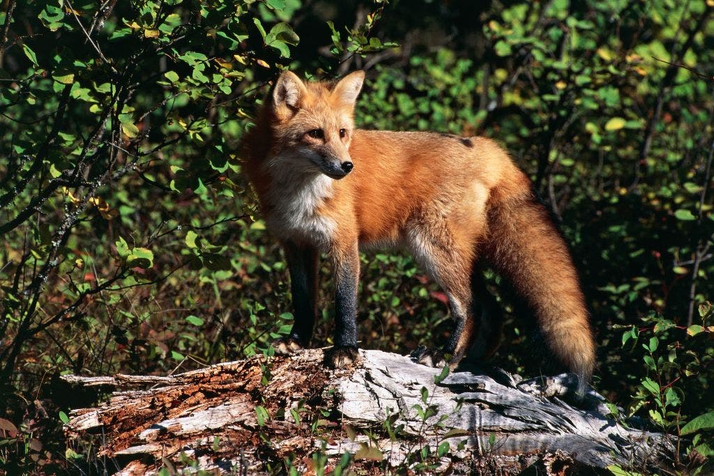 Rabies outbreak confirmed in Hays County wildlife; most cases involve foxes