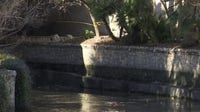 City of San Antonio cleans out river