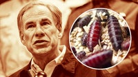 Texas Gov. Abbott issues disaster declaration for screwworm infestation prevention