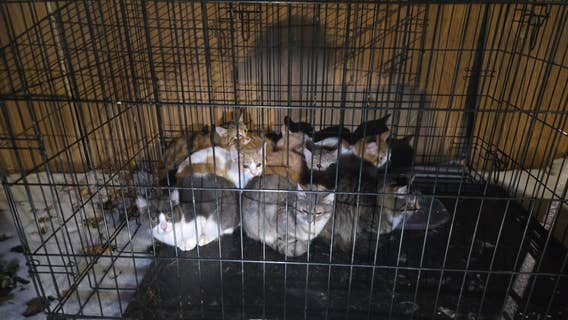 Austin police rescue kittens found abandoned in freezing weather