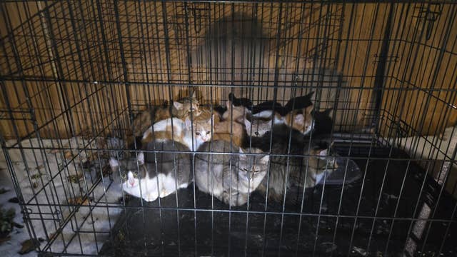 Austin police rescue kittens found abandoned in freezing weather