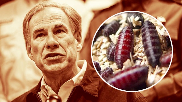 Texas Gov. Abbott issues disaster declaration for screwworm infestation prevention