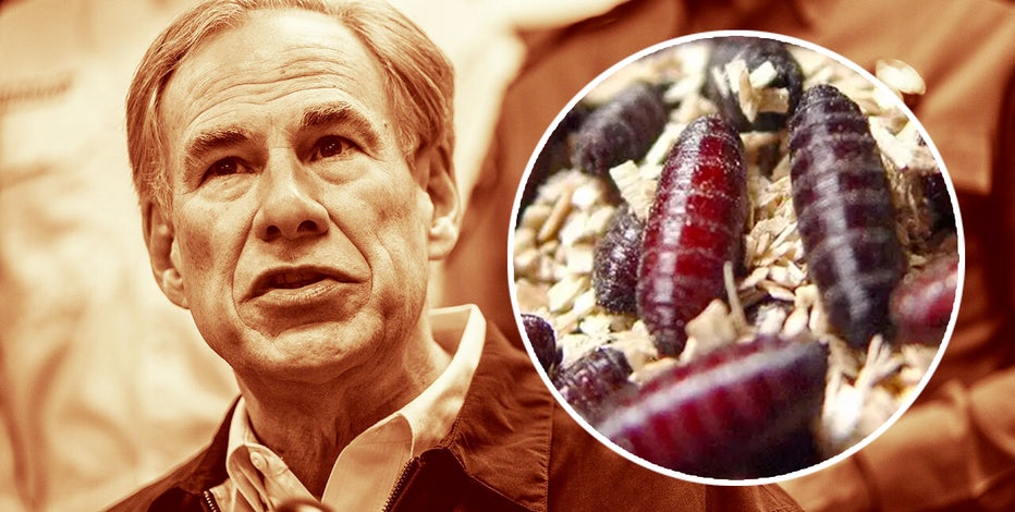Texas Gov. Abbott issues disaster declaration for screwworm infestation prevention