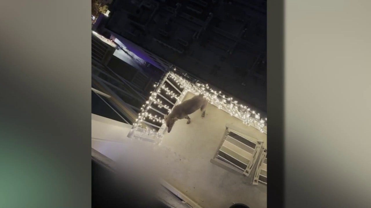 Dog rescued after video shows animal being abused by owner on Austin balcony