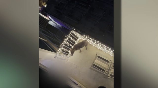 Dog rescued after video shows animal being abused by owner on Austin balcony
