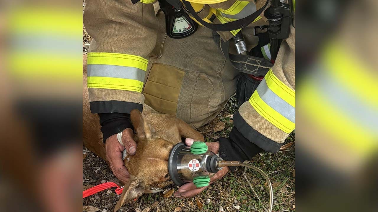 Dog rescued from Pflugerville apartment fire, officials say