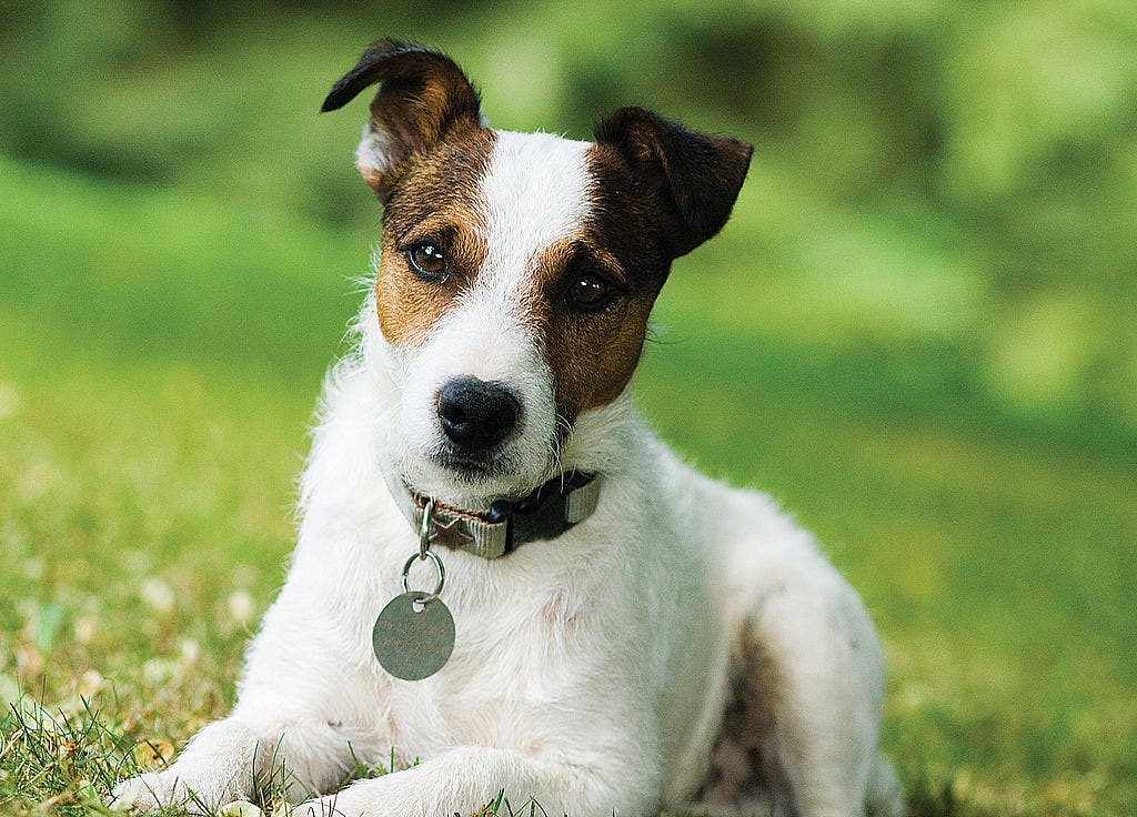 Texas launches $13 million low-cost spay and neuter program