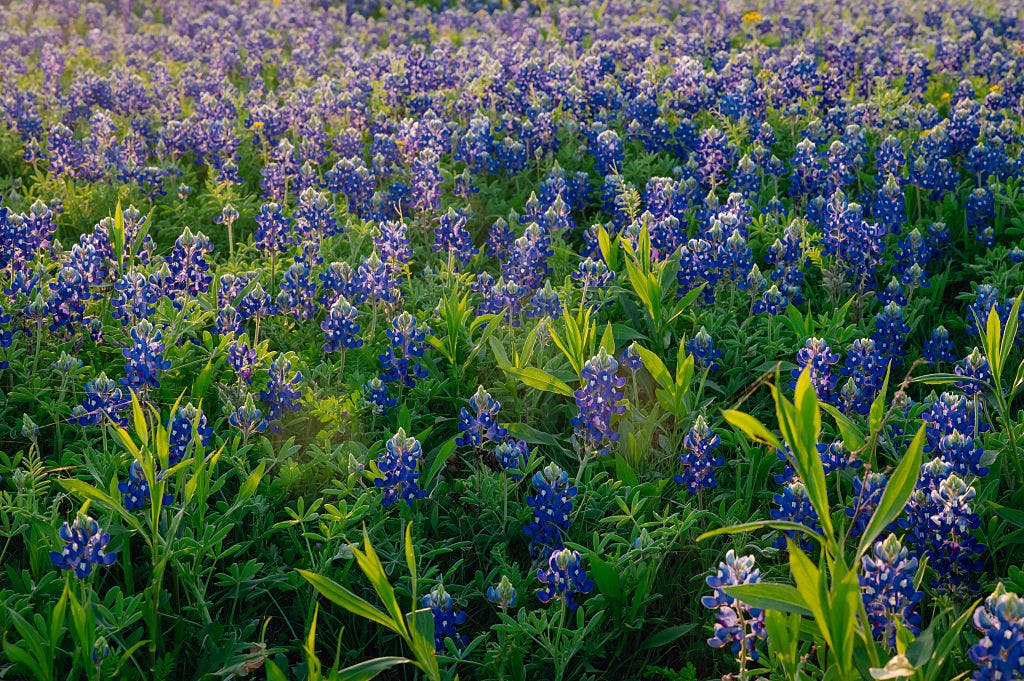 Texas experts predict 'moderate' bluebonnet season due to dry fall and warm winter