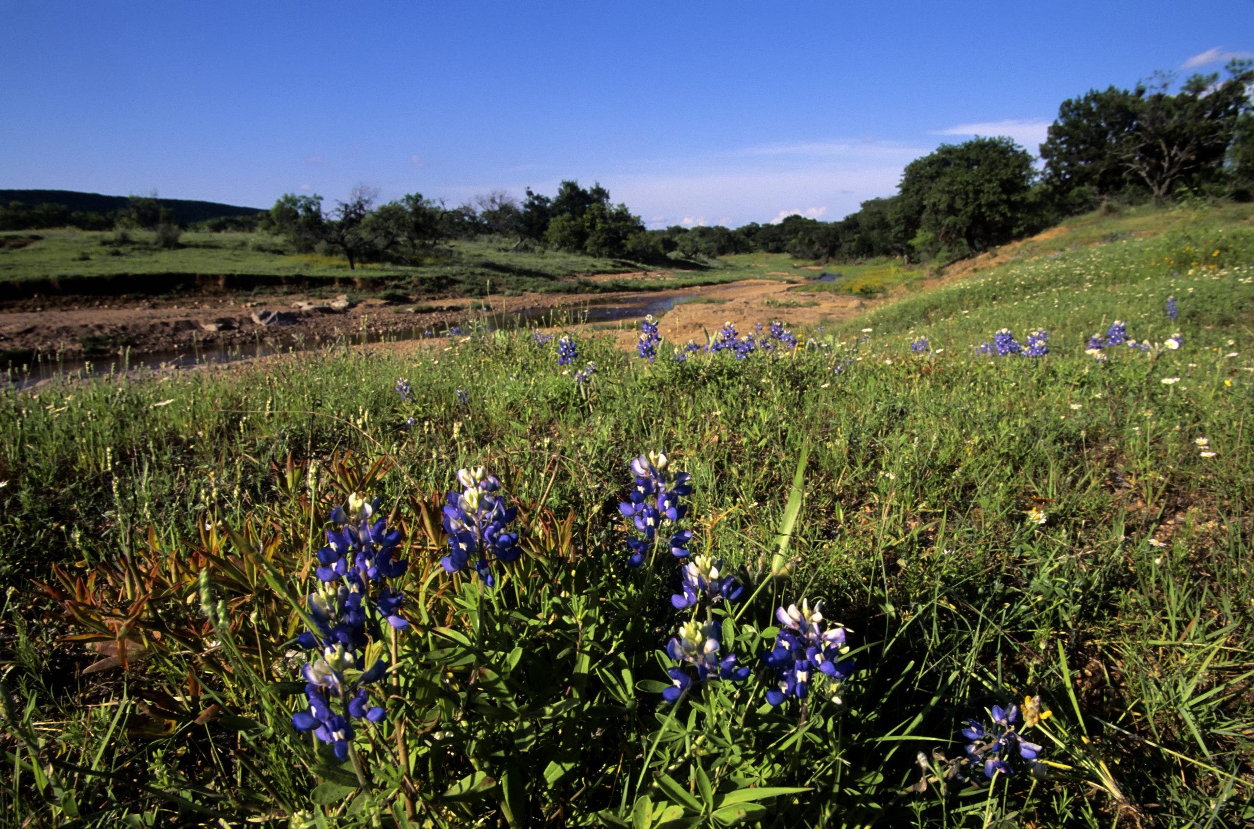Texas Bluebonnet season: Best places for spring wildflowers in Hill Country