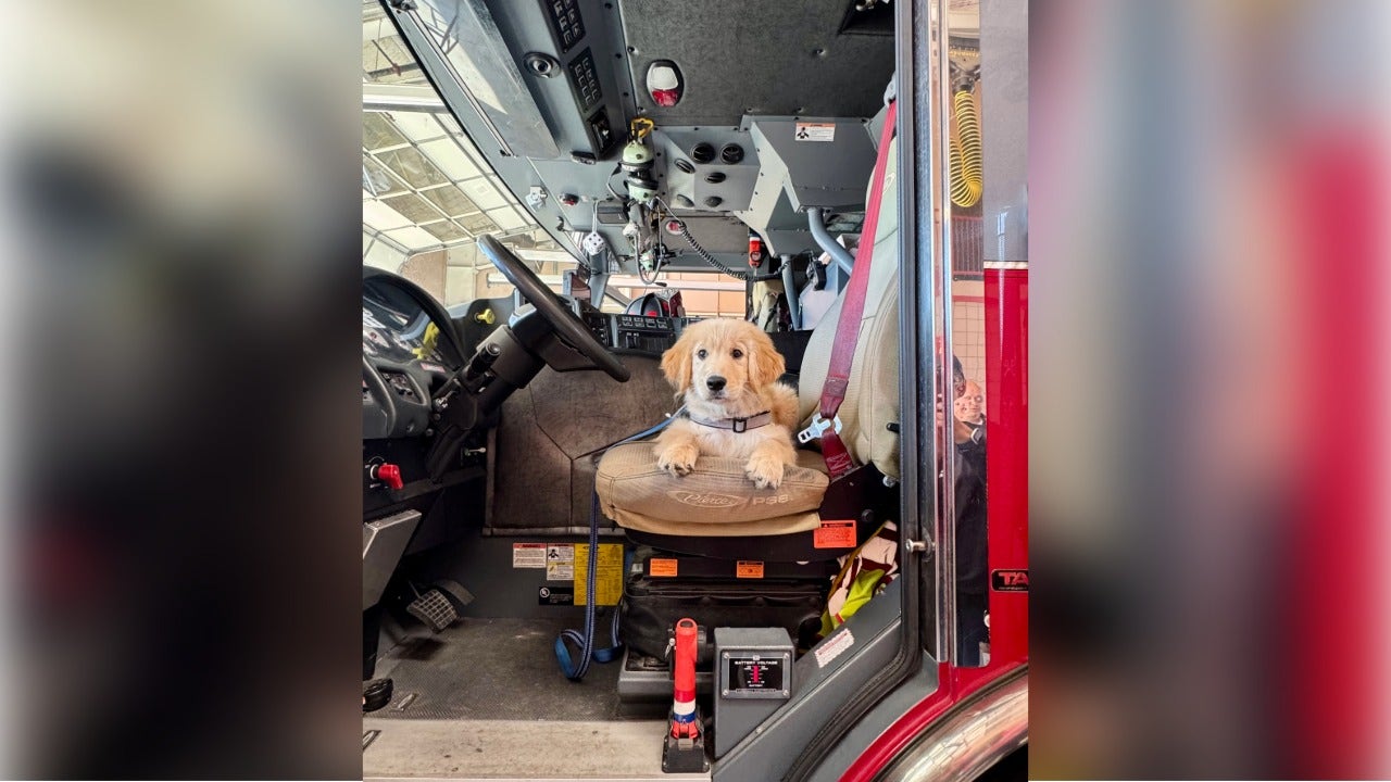 Williamson County welcomes first crisis K-9, Chase