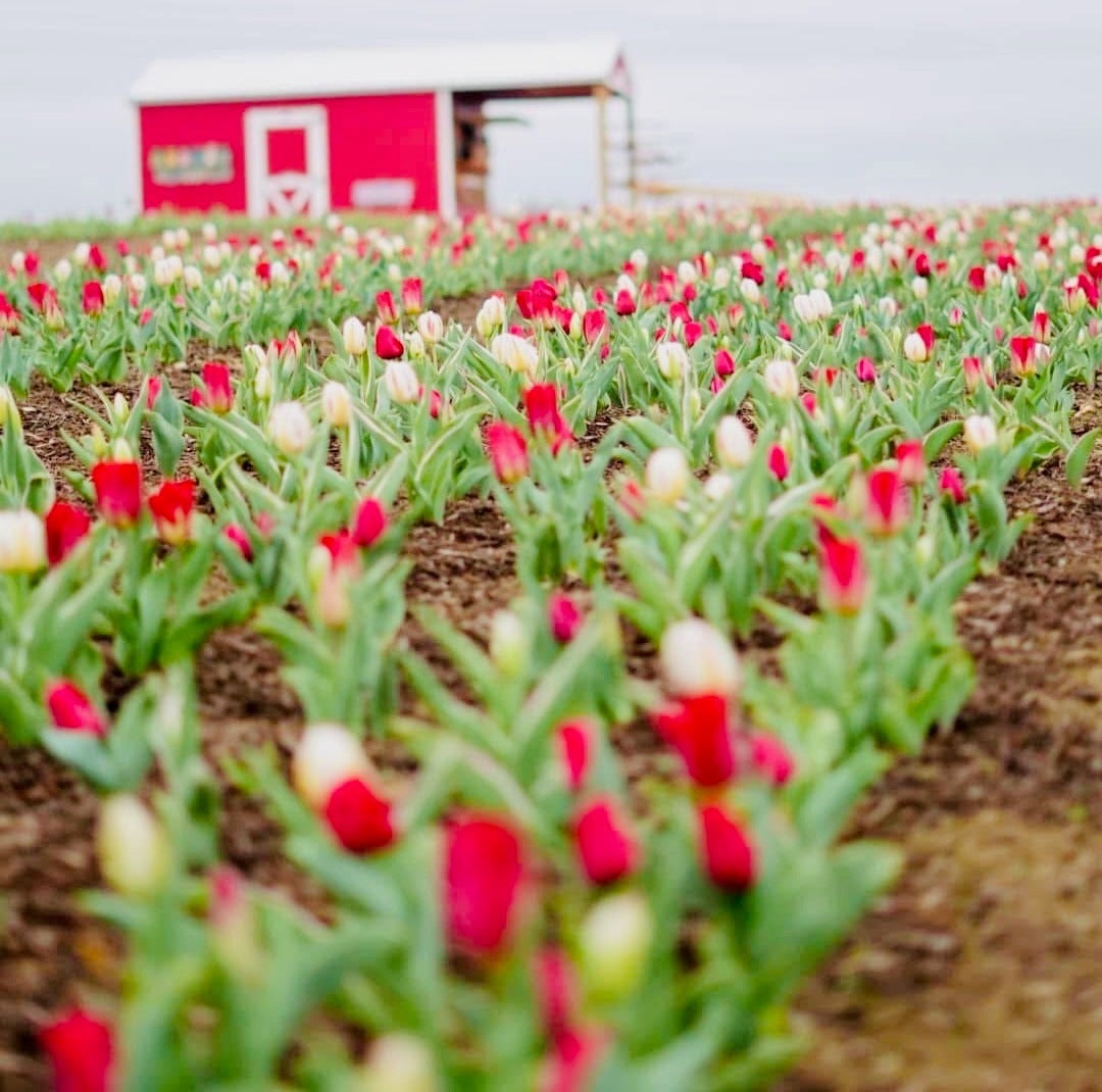 Central Texas farm pivots after severe weather wipes out tulip fields