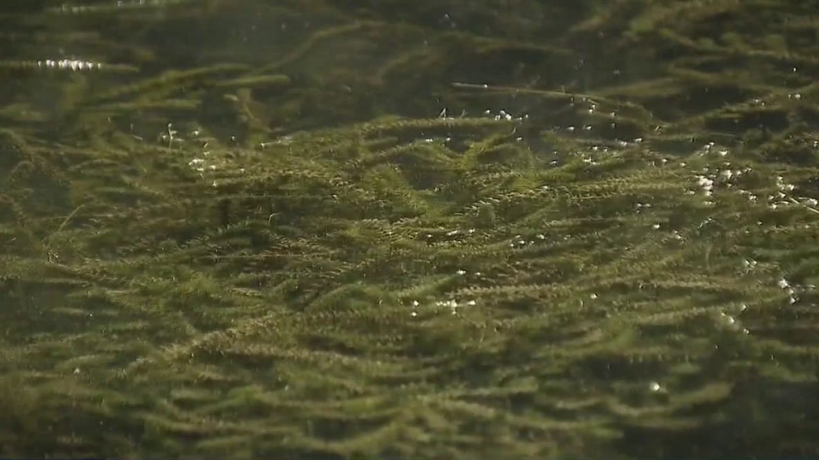 Hydrilla continues to spread in Lake Austin