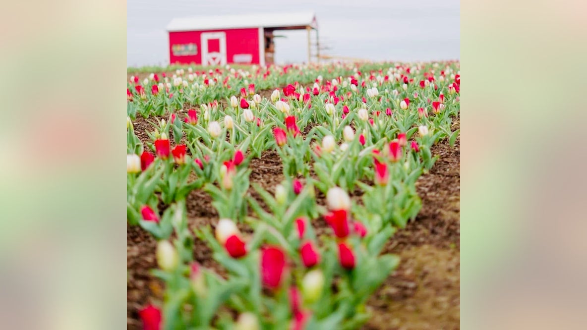 Central Texas farm pivots after severe weather wipes out tulip fields
