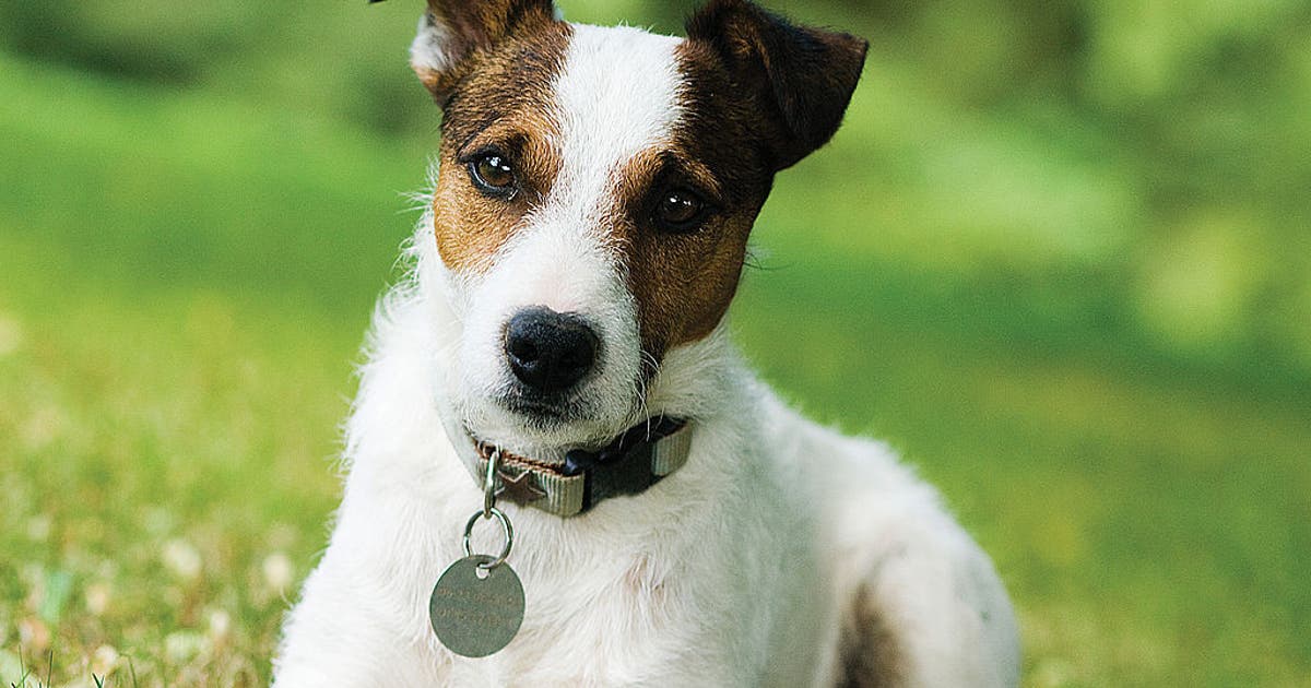 Texas launches $13 million low-cost spay and neuter program