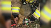 Dog rescued from Pflugerville apartment fire, officials say