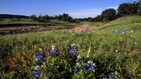 Texas Bluebonnet season: Best places for spring wildflowers in Hill Country