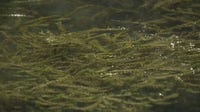 Hydrilla continues to spread in Lake Austin