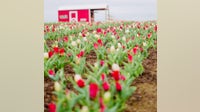 Central Texas farm pivots after severe weather wipes out tulip fields