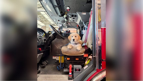 Williamson County welcomes first crisis K-9, Chase