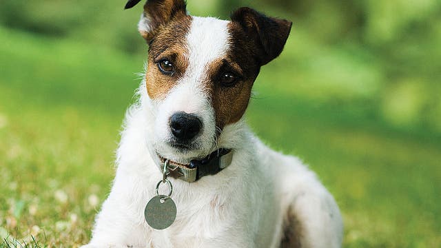 Texas launches $13 million low-cost spay and neuter program