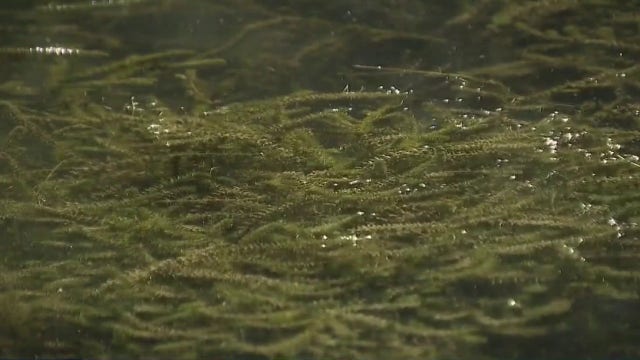 Hydrilla continues to spread in Lake Austin