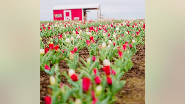 Central Texas farm pivots after severe weather wipes out tulip fields