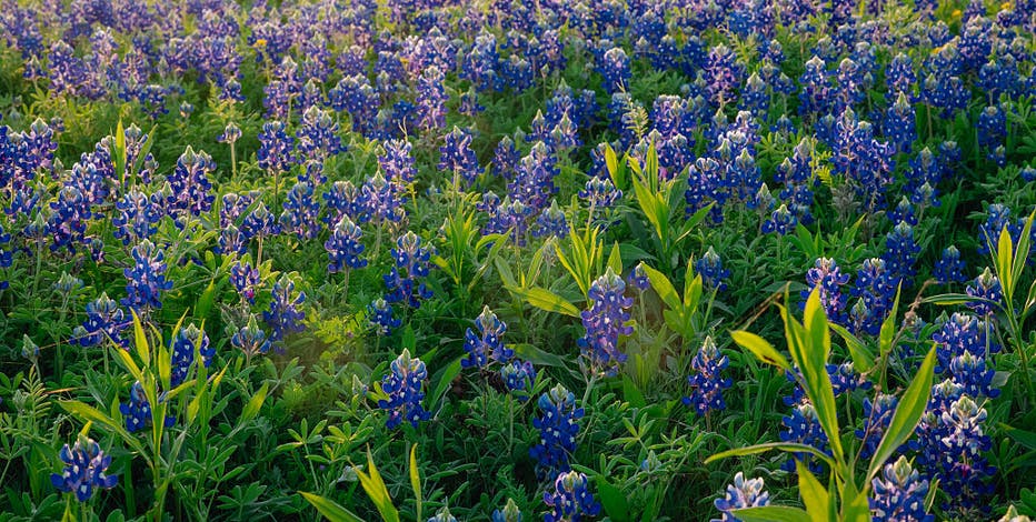 Texas experts predict 'moderate' bluebonnet season due to dry fall and warm winter