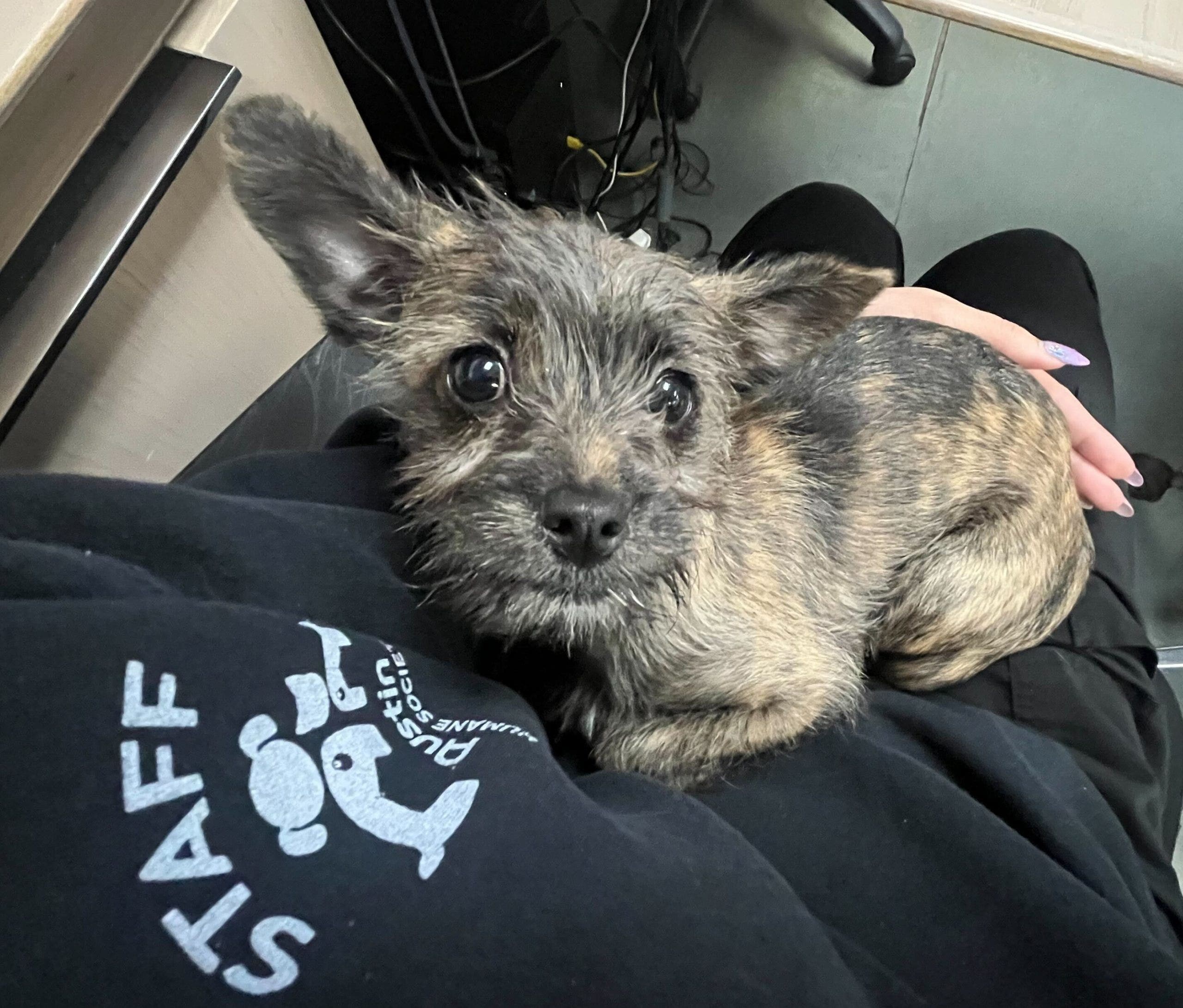 Stolen puppy safe, returned to Austin Humane Society