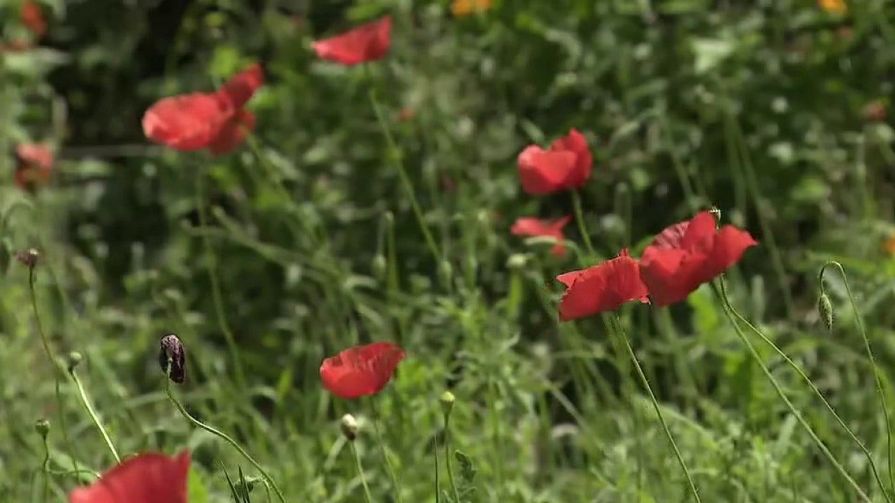 Georgetown Red Poppy Festival returns; vendors hope for high sales