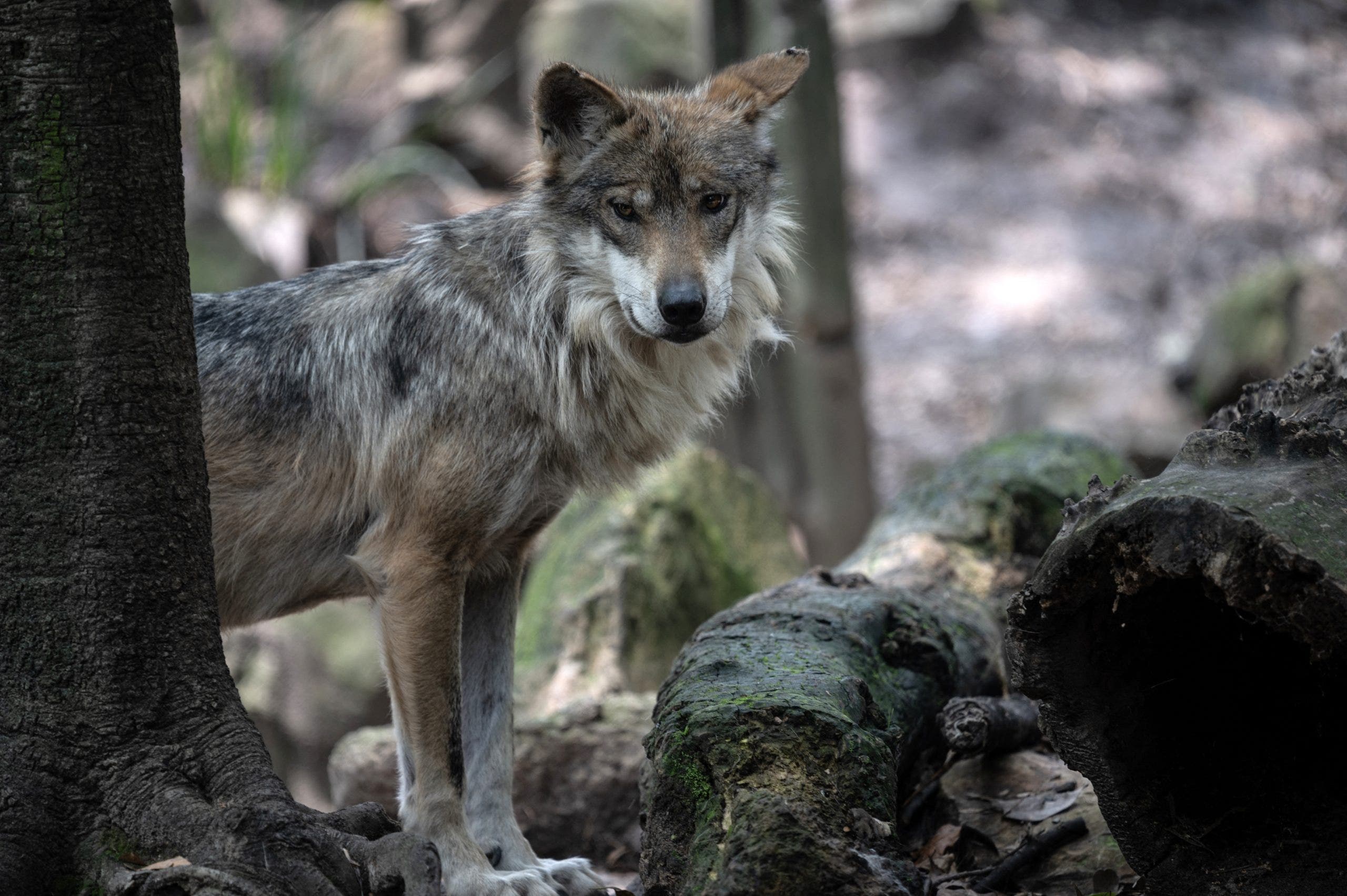 No wolves have been released in Texas, state wildlife department promises