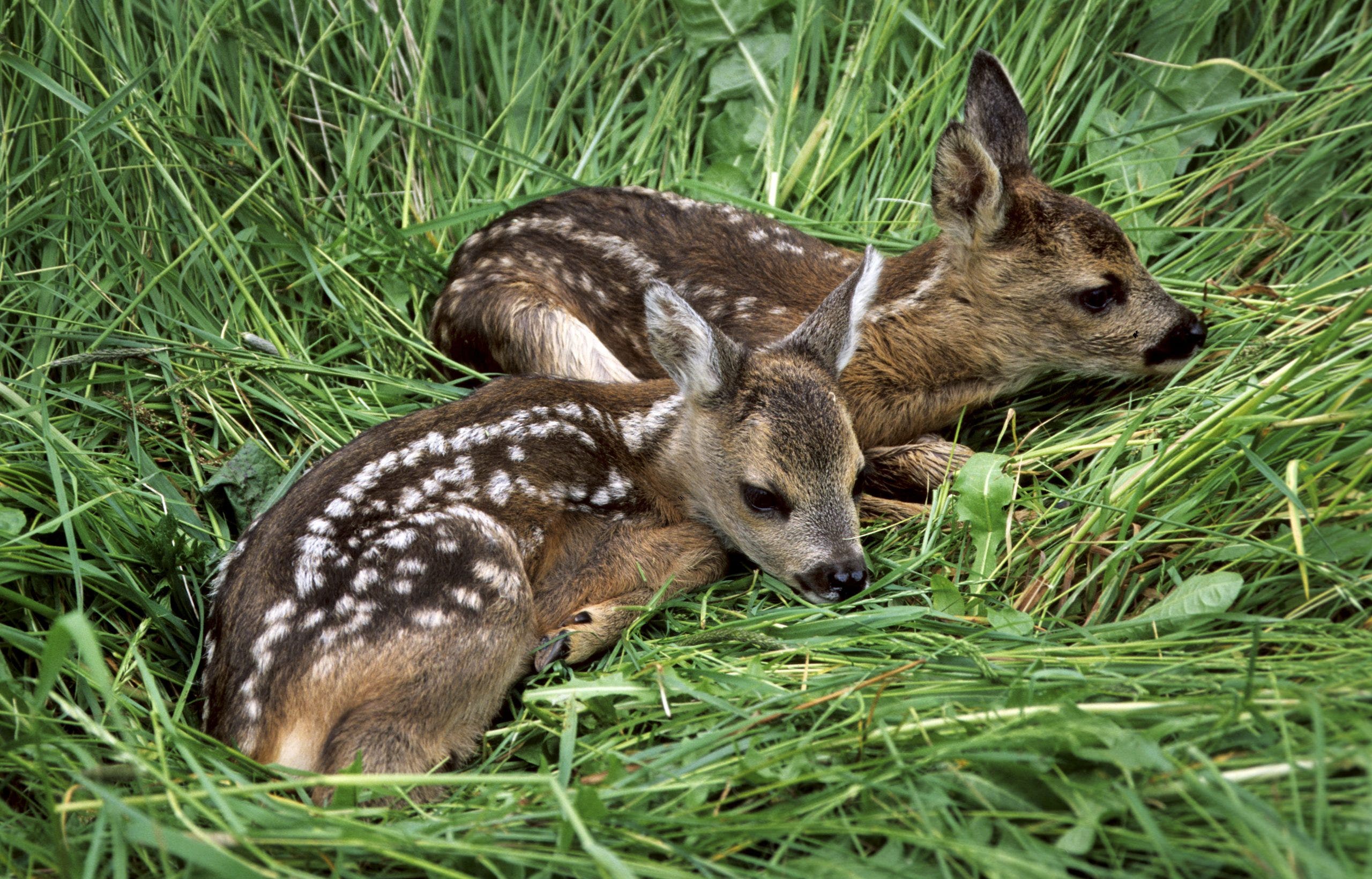 Texas parks department warns not to touch baby animals as 'fawning season' approaches