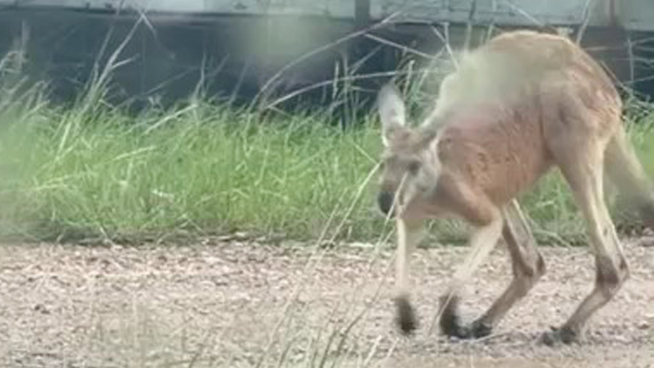 Runaway kangaroo spotted on Texas highway