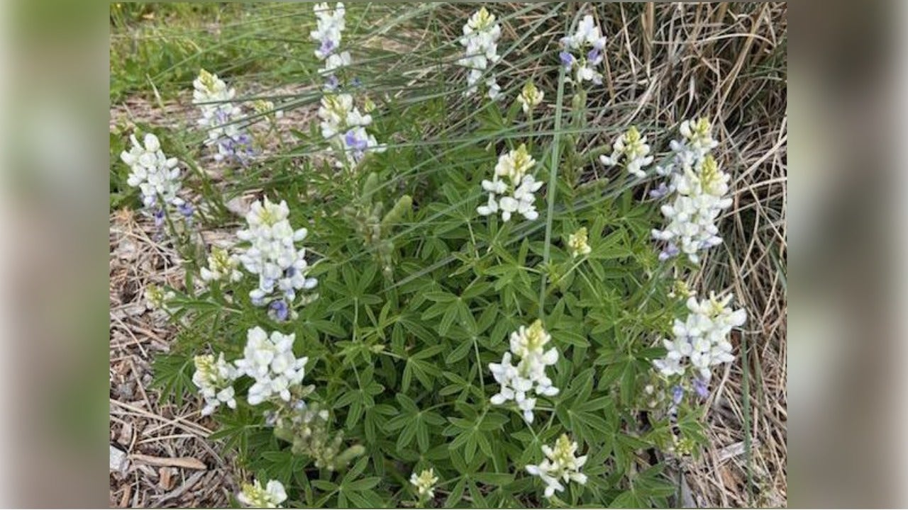 'Rare' albino bluebonnets spotted again in Burnet County state park
