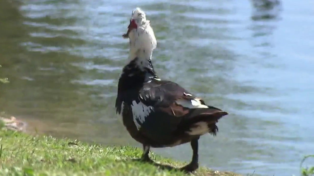 Mueller residents upset after self-driving car runs over, kills duck