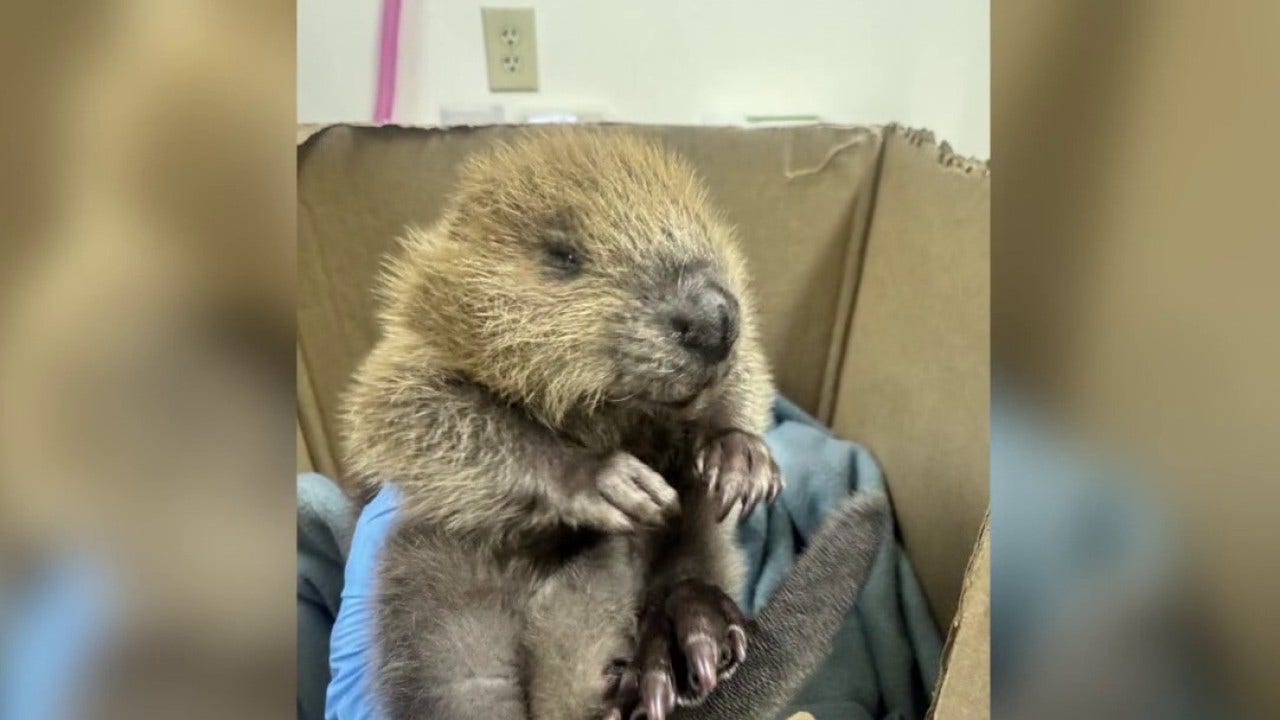 Austin Wildlife Rescue has busy start to spring season with influx of animals