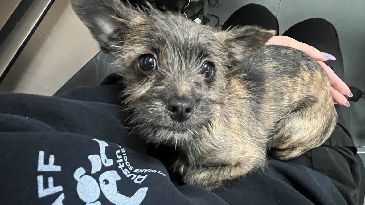 Stolen puppy safe, returned to Austin Humane Society