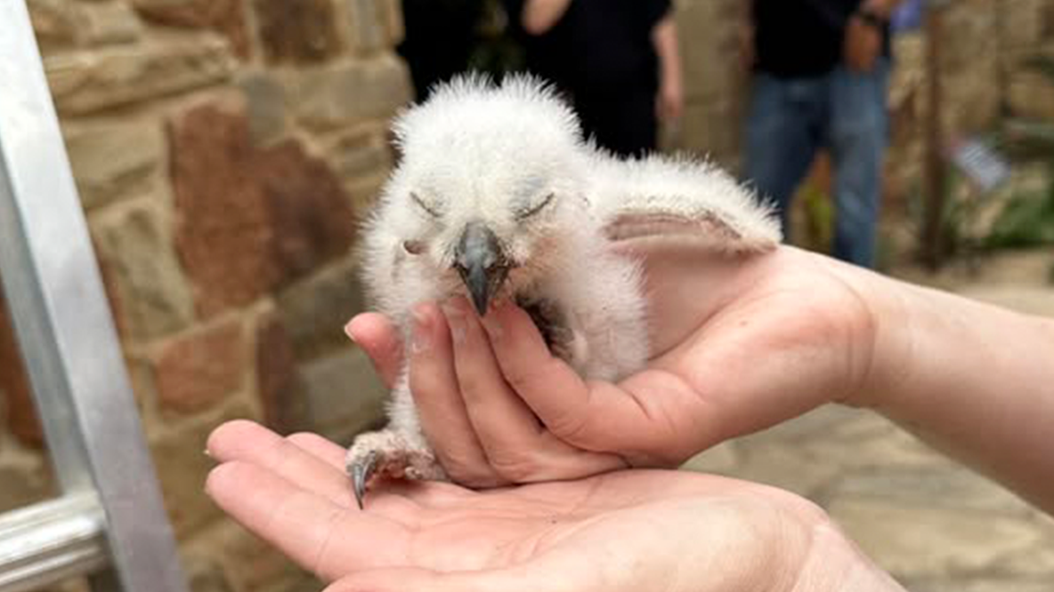 Athena the owl: 2nd owlet discovered to be alive