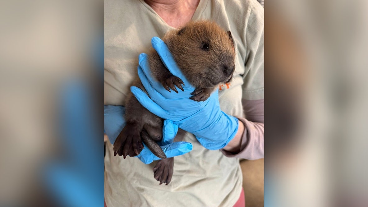 Baby beaver found wandering alone on sidewalk in Austin