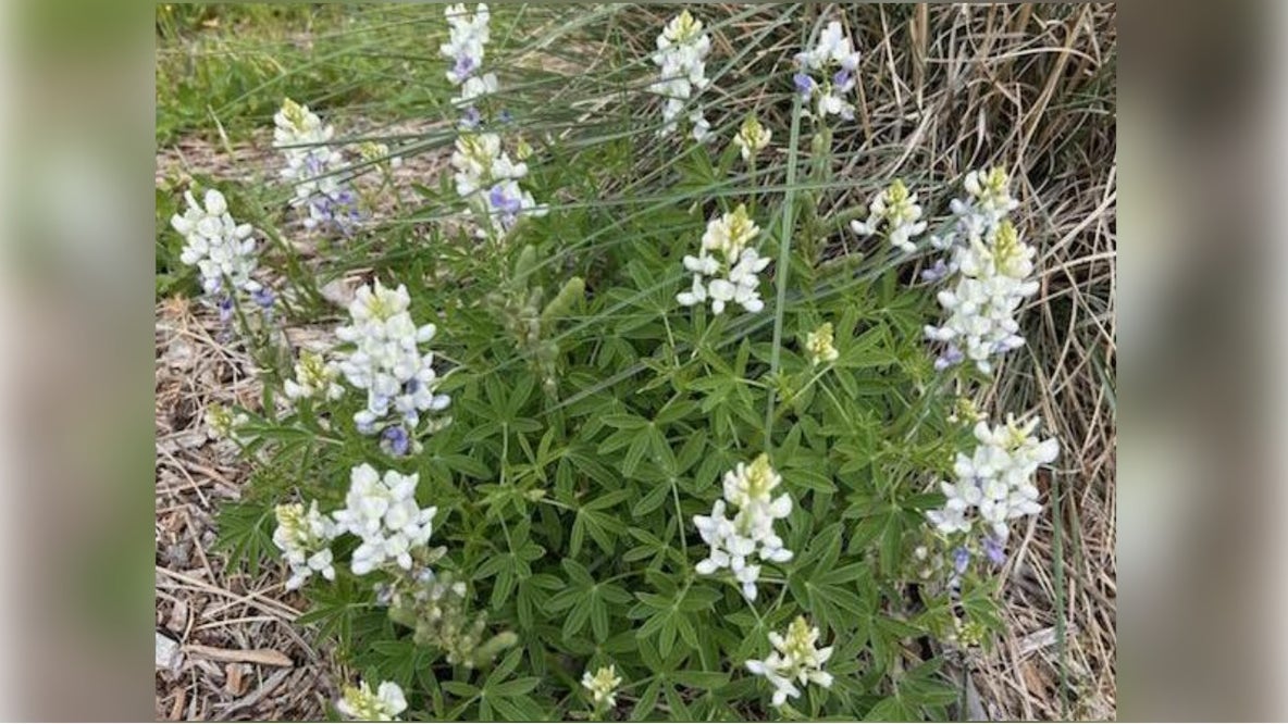 'Rare' albino bluebonnets spotted again in Burnet County state park