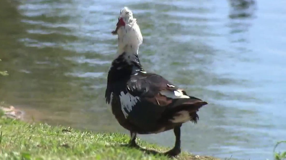 Mueller residents upset after self-driving car runs over, kills duck