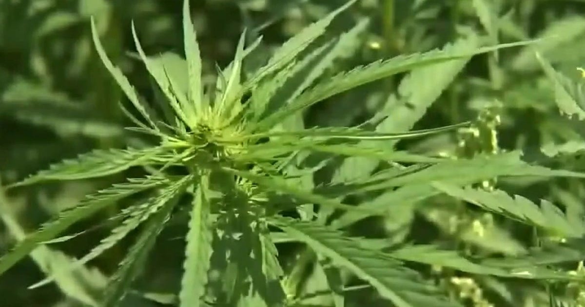 New Texas THC regulations: Lawsuit set to be filed